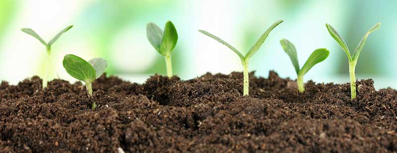 常见的植物源有机肥原料有哪些？