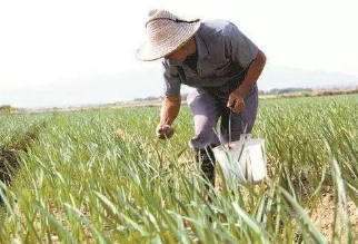 化肥与农家肥配施应注意哪些问题