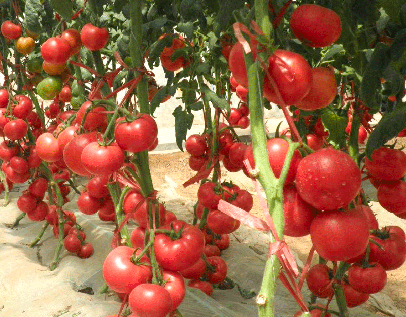 无限生长类型中早熟粉果番茄