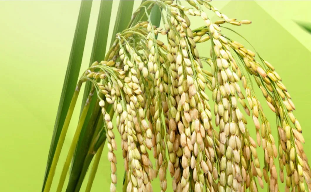 水稻育苗应用